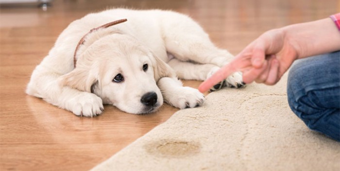 Si të pastroni njollat e ndryshme me disa përbërës të thjeshtë